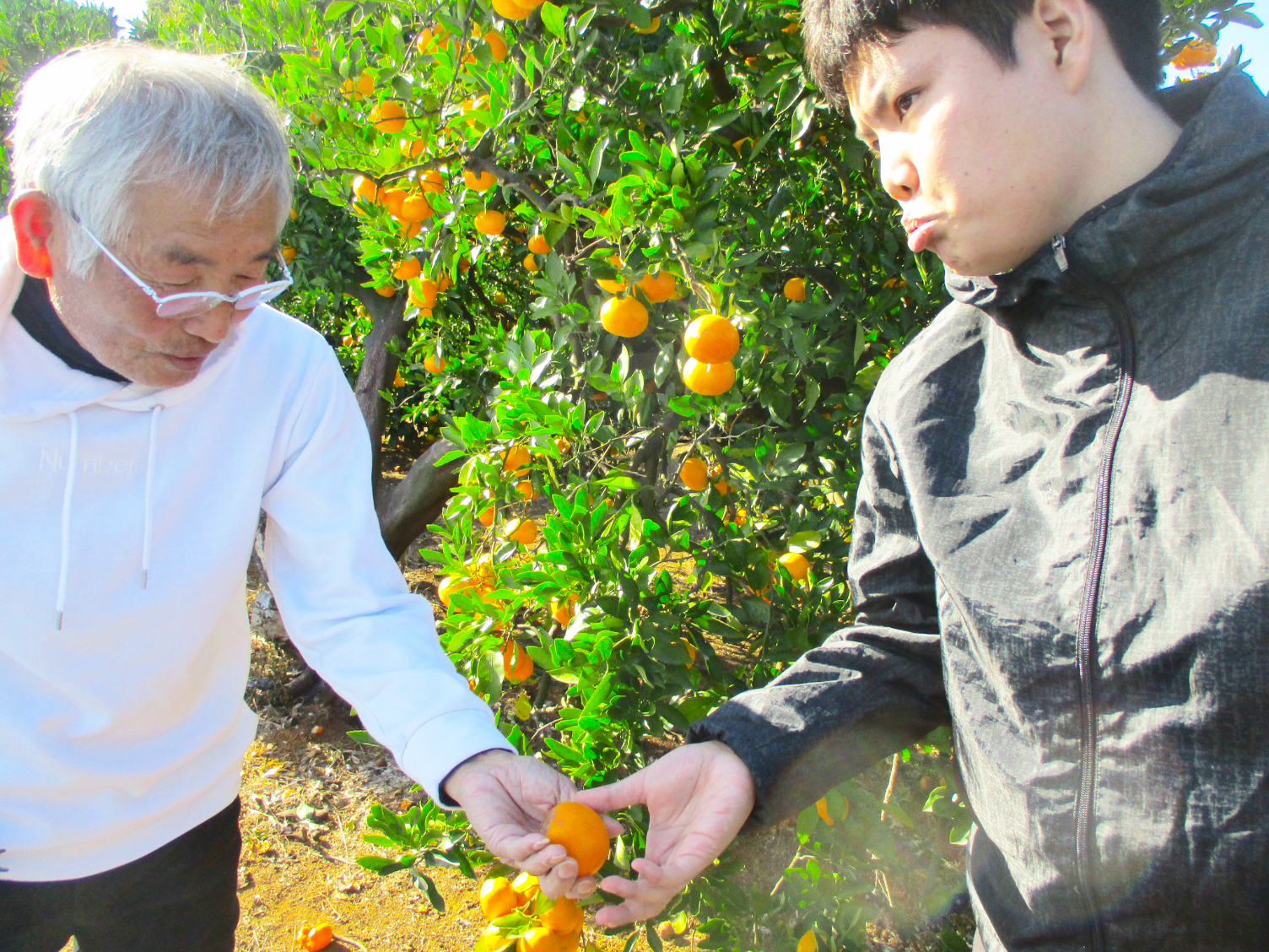 みかん狩り