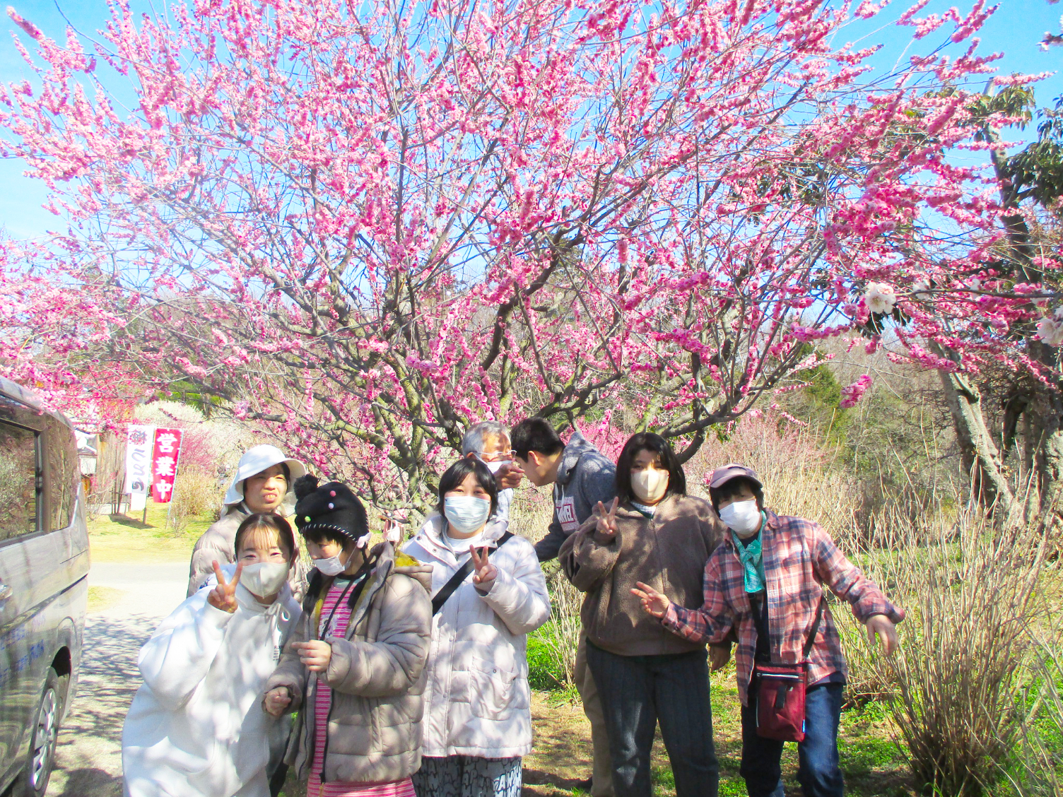河津桜花見かざはや
