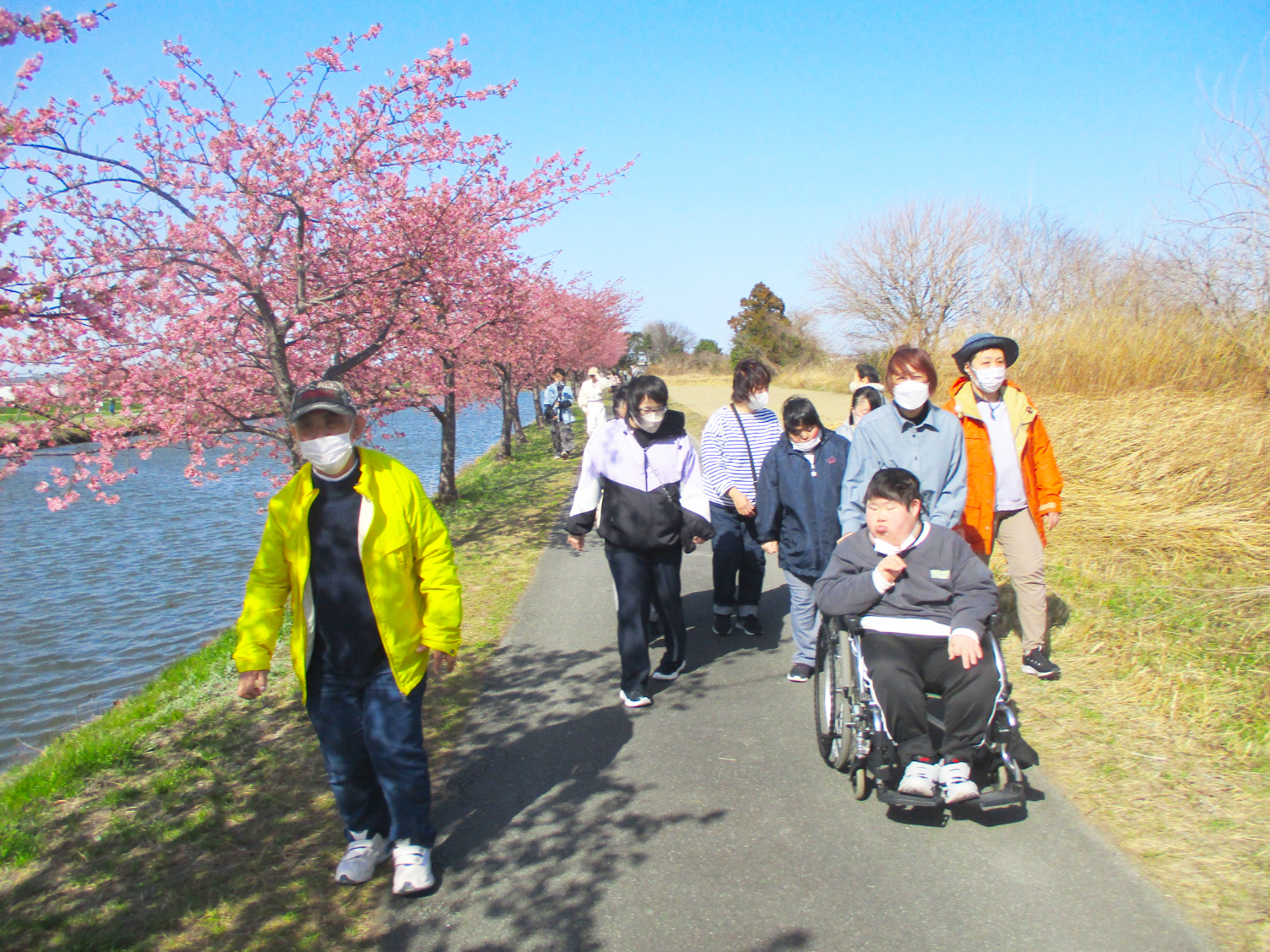 河津桜花見松阪